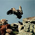 Avvoltoio grifone, pasto