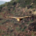 Avvoltoio grifone, volo