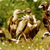 Avvoltoio monaco e grifone