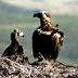 Avvoltoio monaco, nidificazione