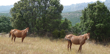Cavalli meticci anglo-arabo-sardi, fotografati nelll'UGB di Monte Limbara Sud nel Complesso Limbara