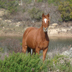 Cavallo meticcio anglo-arabo-sardo, fotografato nelll'UGB di Monte Limbara Sud nel Complesso Limbara