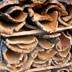Complesso Forestale del Barigadu (OR), estrazione del sughero