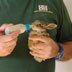Cucciolo di Lepre al Centro di Recupero Fauna Selvatica di Monastir