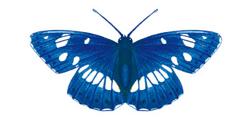 Silvano azzurro (Limenitis reducta)