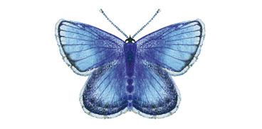 Icaro o Argo Azzurro (Polyommatus icarus)