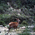 Giovane esemplare maschio di cervo sardo a Monte Olia (ripreso con fototrappola)