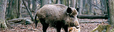 Cinghiale