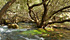 Albero in ruscello