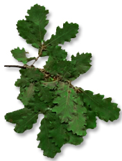 Foglia Roverella