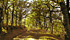 viale alberato