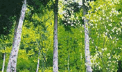 foresta di boscaglie