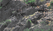 Mufloni in gruppo