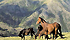 Cavalli a Monte Novu