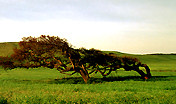 Alberi modellati dal vento