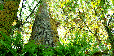 Foresta interna nel Goceano