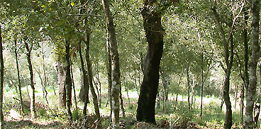 Foresta demaniale Uatzo
