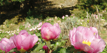 Peonia, Supramonte, Sardegnaforeste
