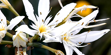 Giglio stella - Pancratium illyricum