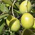 Olivo