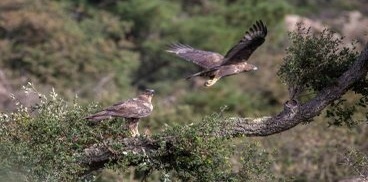 aquila