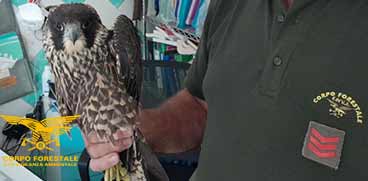 recupero Falco pellegrino