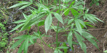 Piantagione di cannabis