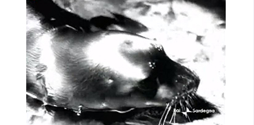 Esemplare di foca monaca