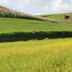 Paesaggio rurale della Marmilla