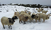 Pecore in mezzo alla neve