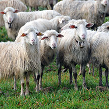 Pecore pastorizia ovini