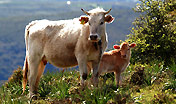 fauna animali allevamento mucca vitello