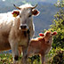fauna animali allevamento mucca vitello
