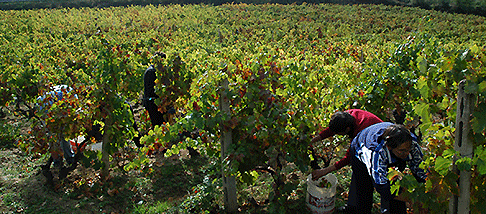 Agricoltura vigneti uva vendemmia vino