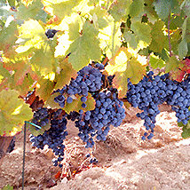 Agricoltura vigneti uva vendemmia vino