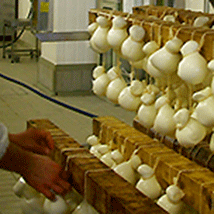 formaggio lavoro industria casearia caseificio latte