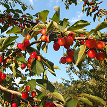 agricoltura ciliegie sagre