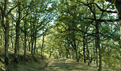 Alberi foresta Burgos