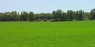 campo verde