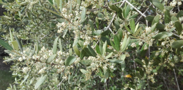 Fioritura di olivo
