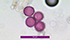 Pollini di ambrosia al microscopio ottico 400x