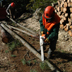 lavori forestali: motoseghisti dell'Agenzia in azione 