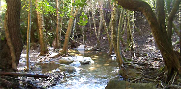 Il Rio Ermolinus all'interno della foresta di Montarbu